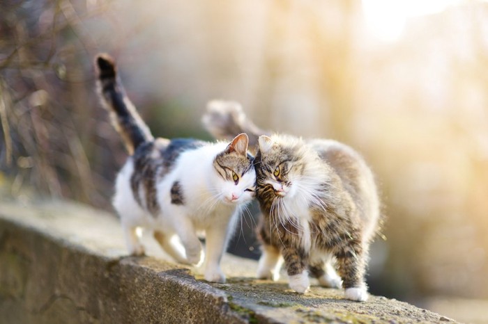 塀の上で寄り添う二匹の猫