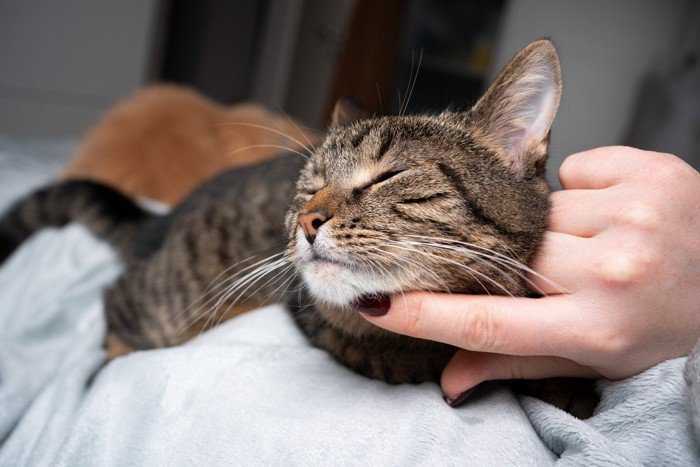 顎を触られる猫