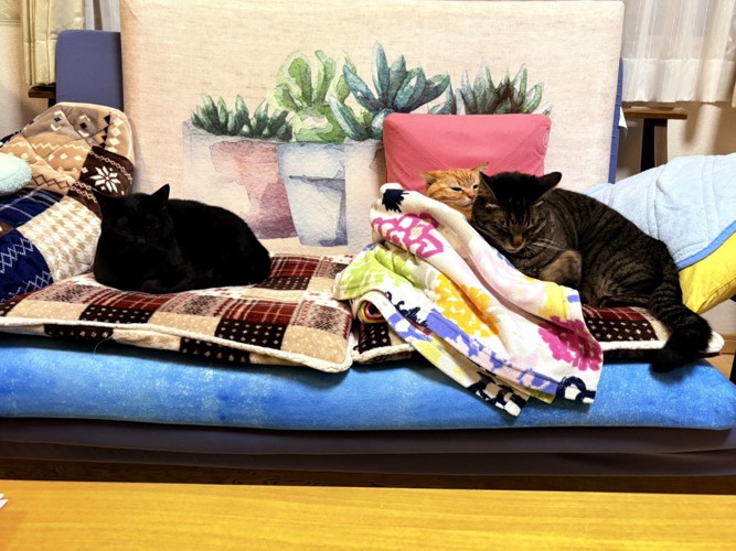 くつろぐ猫たち