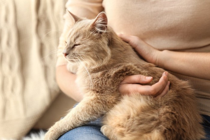 飼い主に抱かれて目を閉じる猫