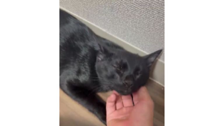 撫でられる猫