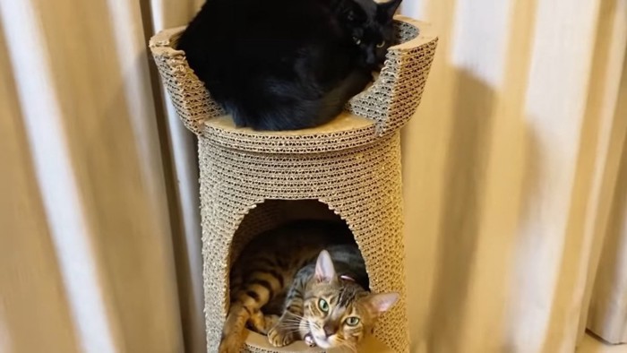 キャットタワーにいる2匹の猫