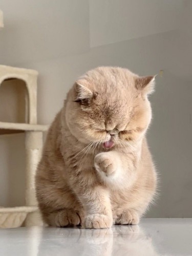 手をなめる子猫