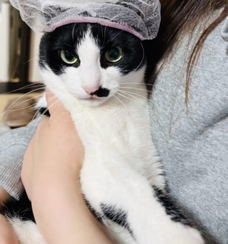 頭に排水溝ネットを被って脱ぐ保護猫