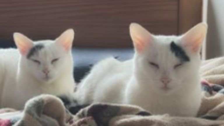 室内にいる猫