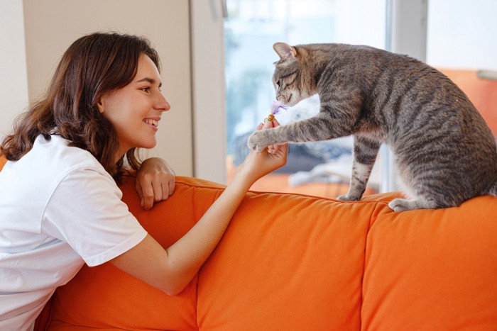 人と遊ぶ猫