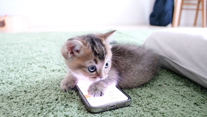 スマホに乗っかる子猫