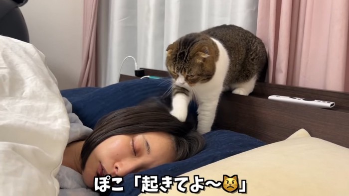 人の髪を前足でかく猫