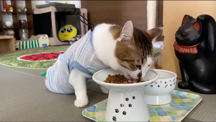 皿に乗ったキャットフードを食べる2本足の猫