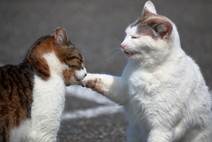 猫に平手打ちする猫