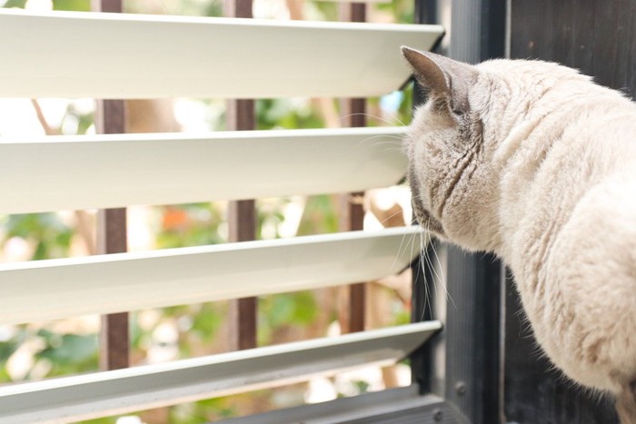 ルーバーを除くシャム猫