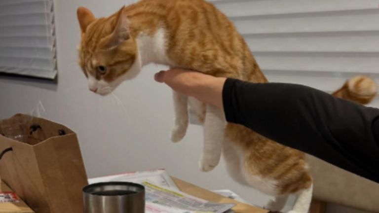 テーブルに乗ろうとしている猫