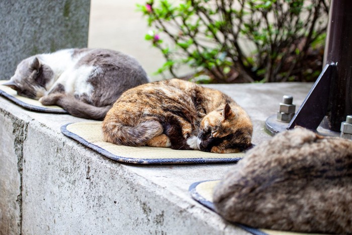 眠る野良猫