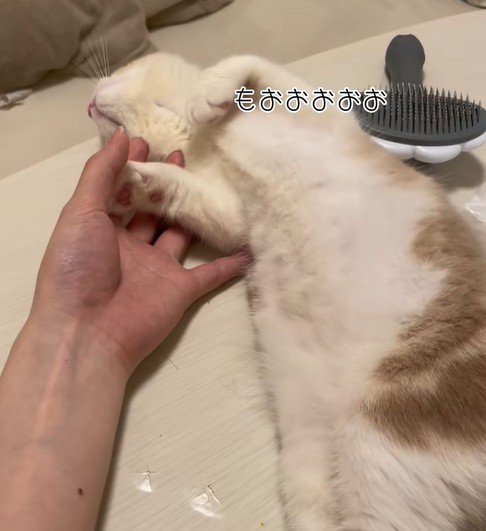 のけ反る猫