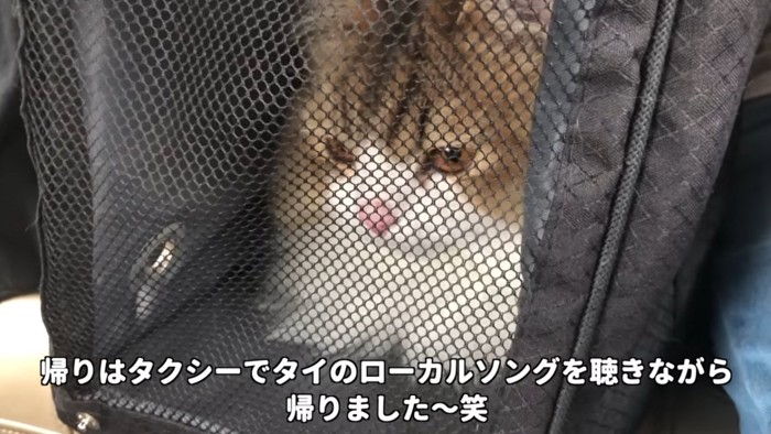 キャリー越しの猫