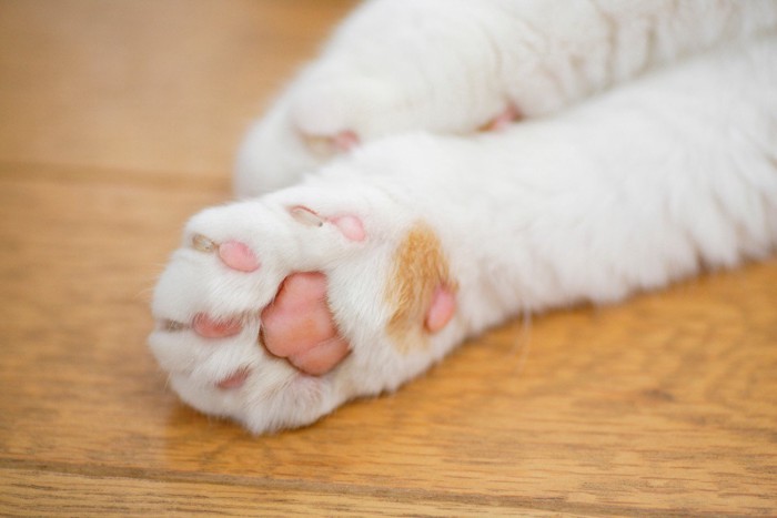 猫のピンク色の肉球