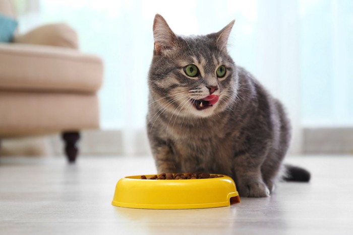 ごはんを食べる猫