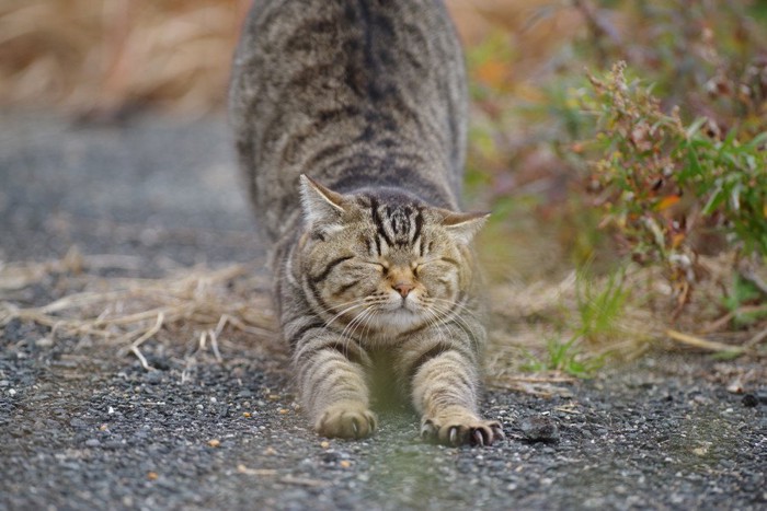 伸びをする猫