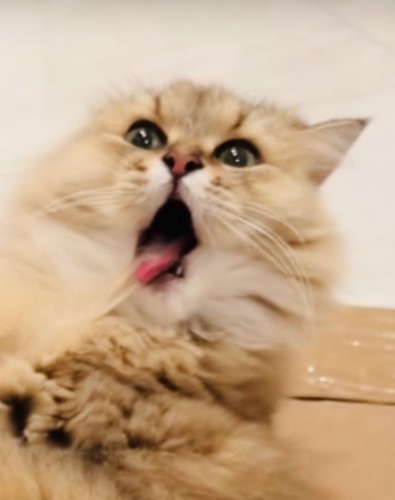 毛繕い中に毛が舌にくっついたペルシャ猫