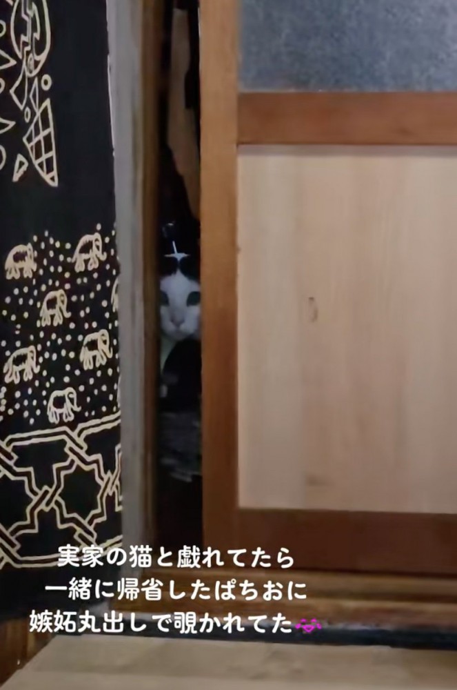 扉の隙間から見つめる猫