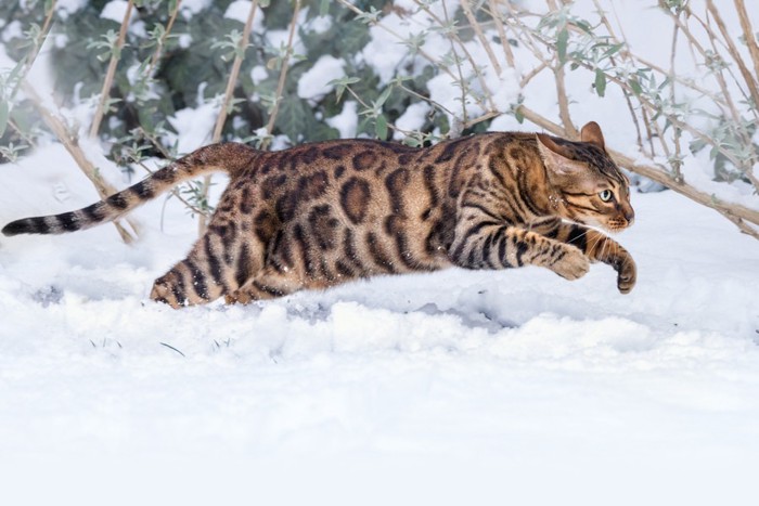 ベンガル雪の中