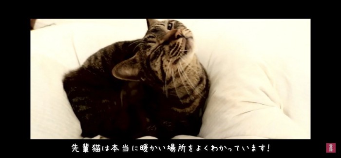 布団で寛ぐ猫