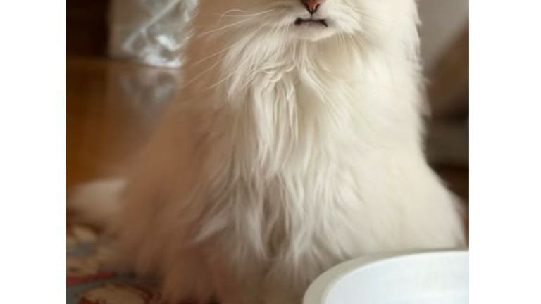 猫の体