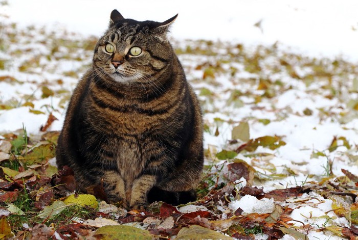 座る大きな猫