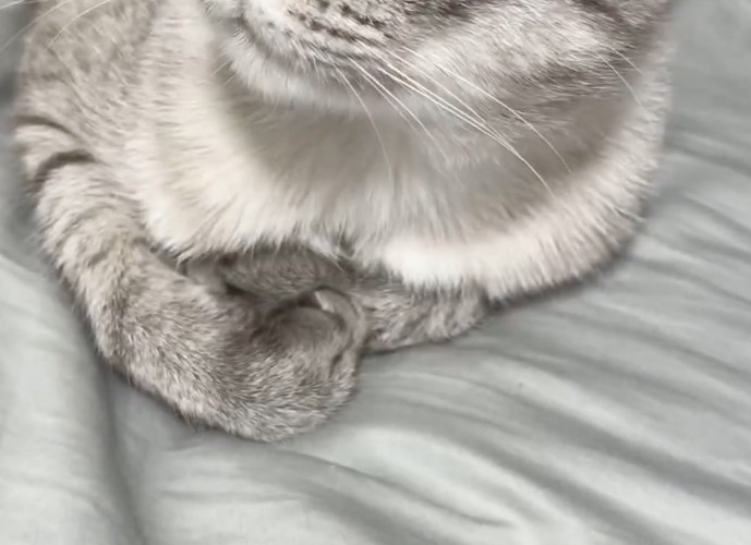 猫の前足