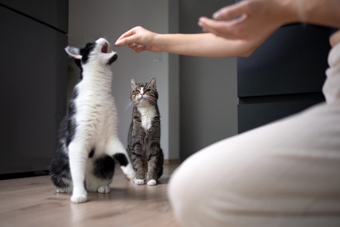 猫のヤキモチ