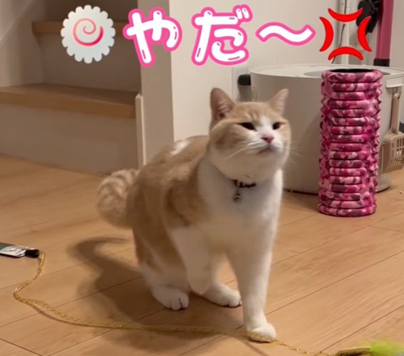 駄々こねる猫