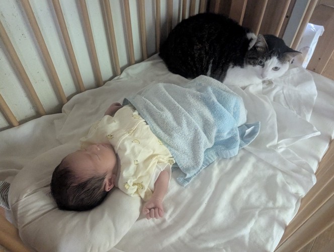 眠っている赤ちゃんの足元に座る猫