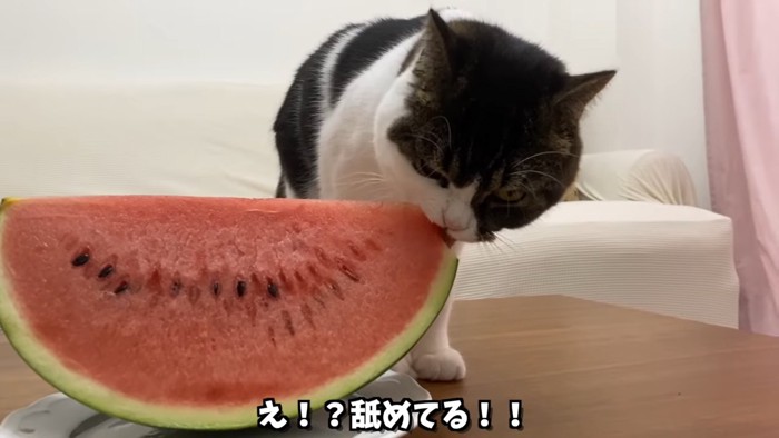 スイカをなめる猫