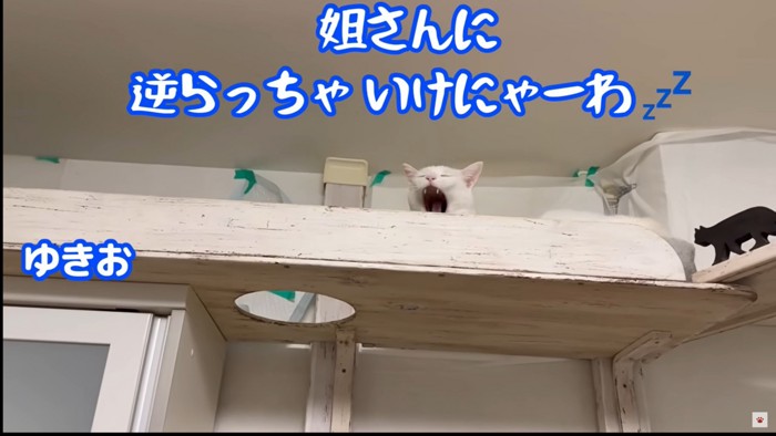 バトルを目の当たりにした猫たちの反応