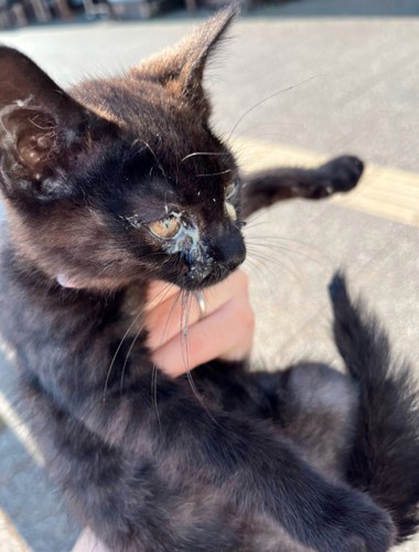 子猫を保護
