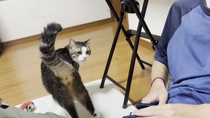 キジ白猫ちゃん（振り向きポーズ）