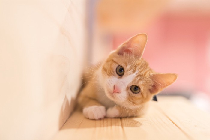伏せの姿勢で首をかしげる子猫