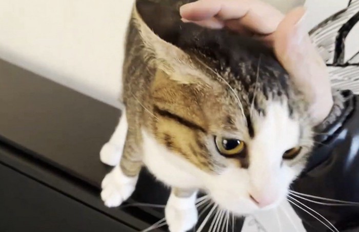 ピアノの上に乗って撫でてもらう猫