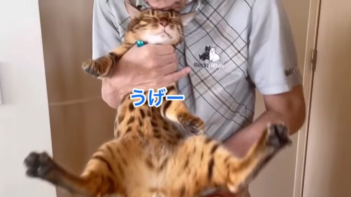 抱っこされる青い鈴の猫