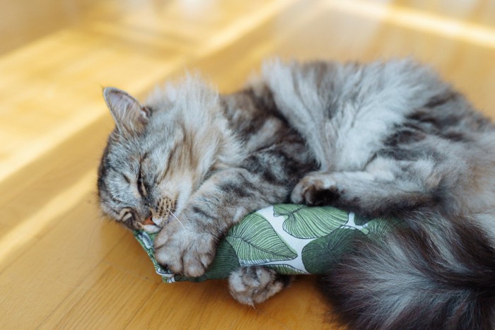 楽しむ猫