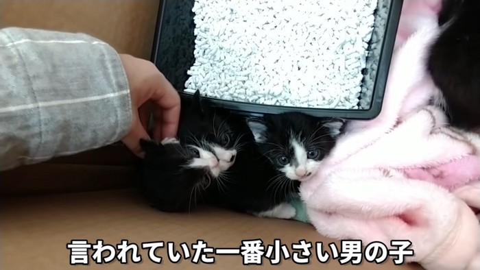 触られている子猫