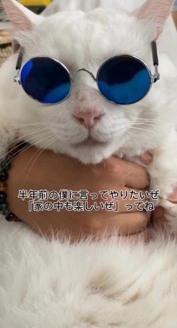 サングラスをかけた猫