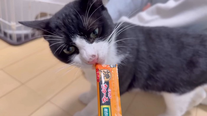 パパに猫用おやつをもらうハチワレ猫