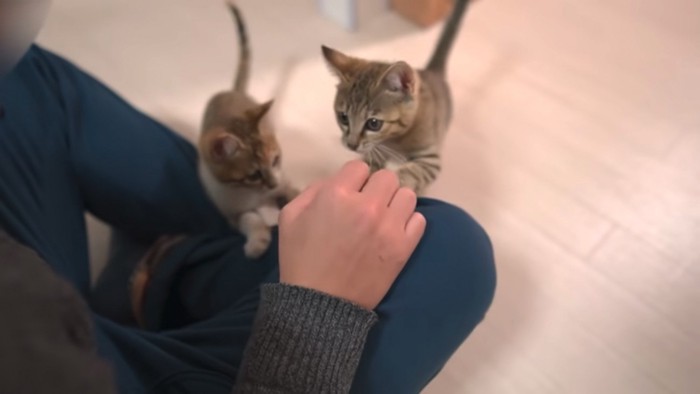 飼い主さんの膝に乗る2匹の猫