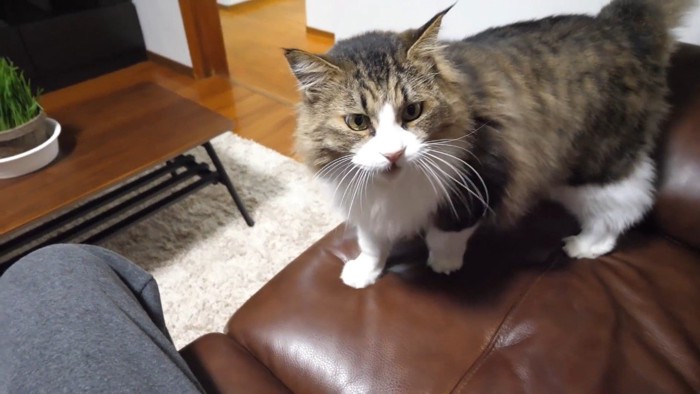 ソファの上