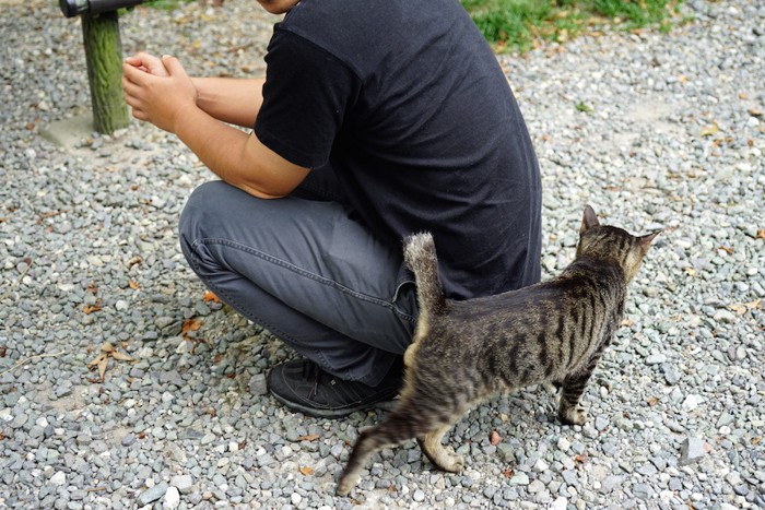 男性にスリスリする猫