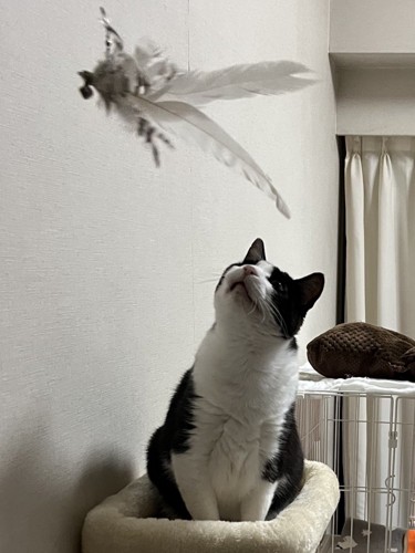 羽根のおもちゃを見つめる猫