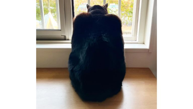 窓際にいる猫