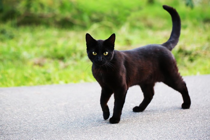 元気に歩く黒猫