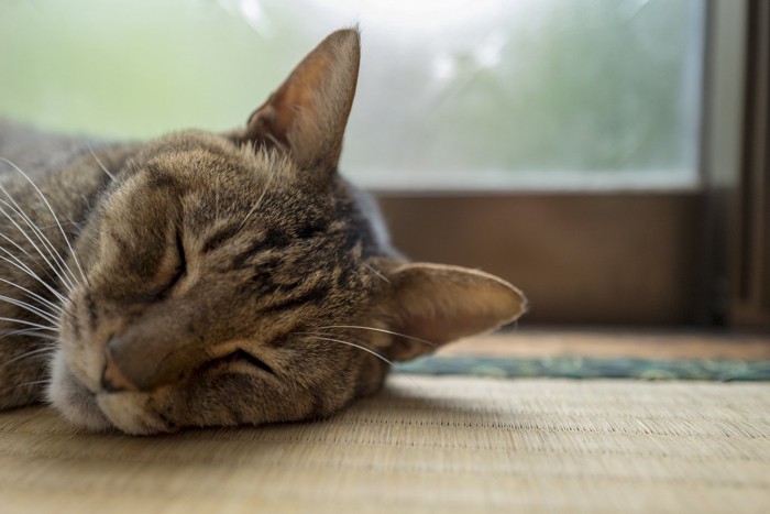 畳の上で睡眠中の猫